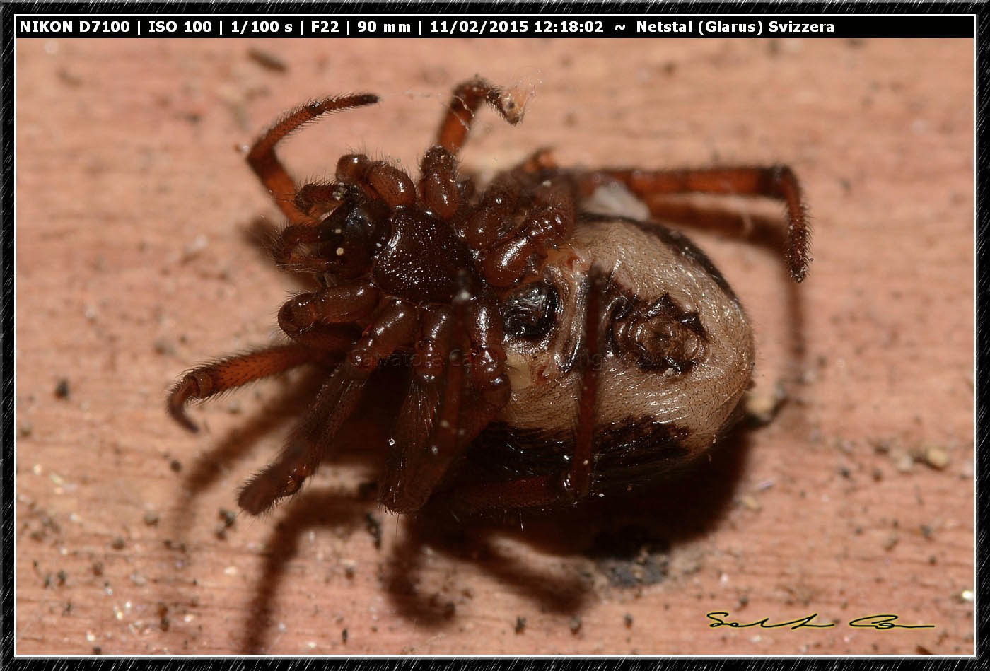 Steatoda bipunctata - Netstal (Glarus), Svizzera